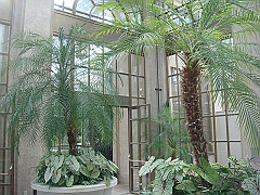 240 Longwood Gardens [2008 August 23]